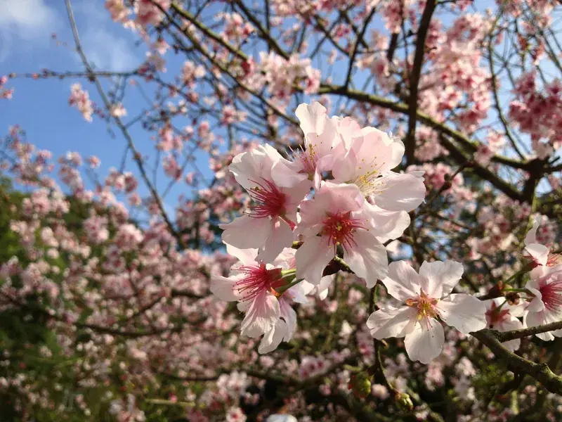 Cover Image for Creating a Tranquil Garden: Incorporating Cherry Blossoms