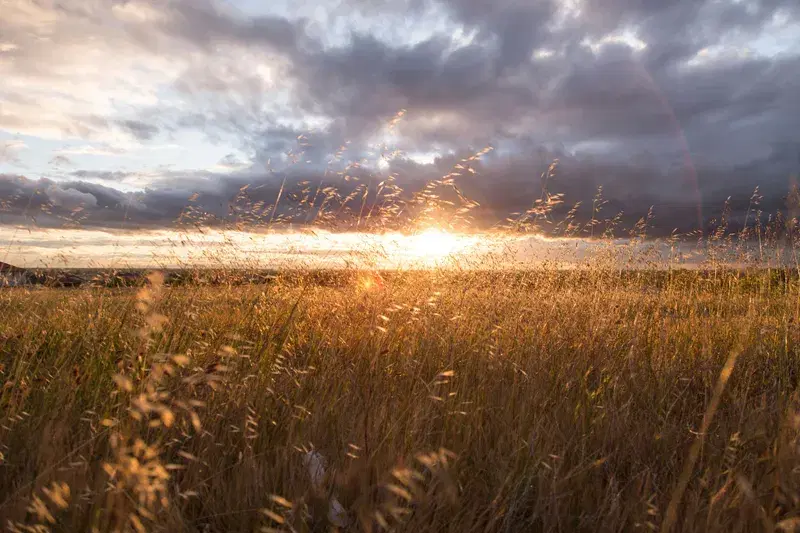 Cover Image for Creating a Tranquil Outdoor Space with Grass and Nature