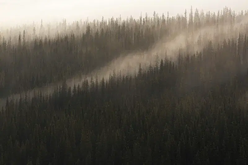 Cover Image for Creating a Tranquil Space: Incorporating Nature and Fog in Home Decor