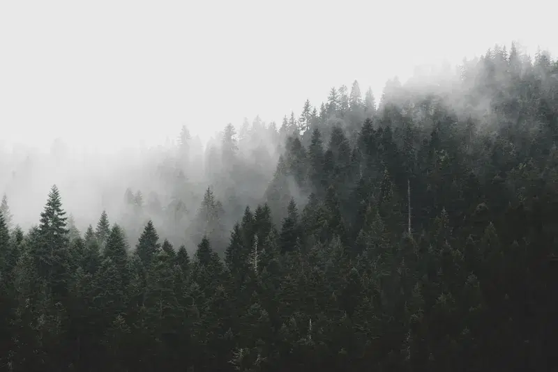 Cover Image for Creating a Tranquil Space: Incorporating Nature's Fog into Home Decor