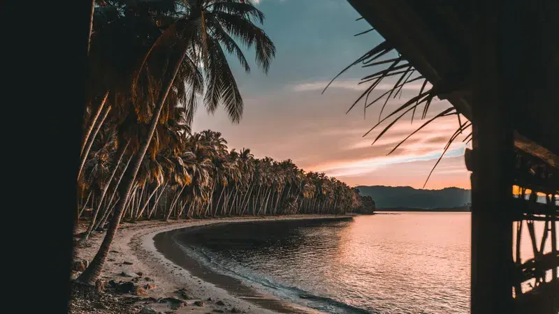 Cover Image for Creating a Tropical Oasis: Incorporating Coconut Trees into Your Garden Design