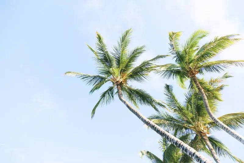 Cover Image for Creating a Tropical Oasis: Incorporating Coconut Trees into Your Garden