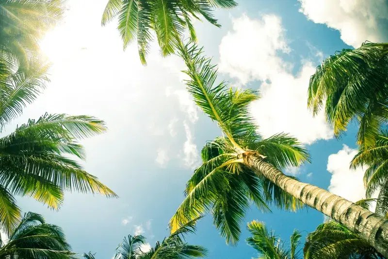 Cover Image for Creating Your Tropical Oasis: Incorporating Palm Trees into Your Garden