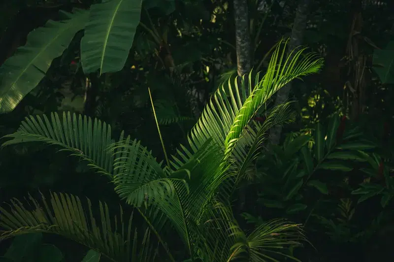 Cover Image for Creating a Tropical Vibe: Incorporating Green Banana Trees into Your Home Decor