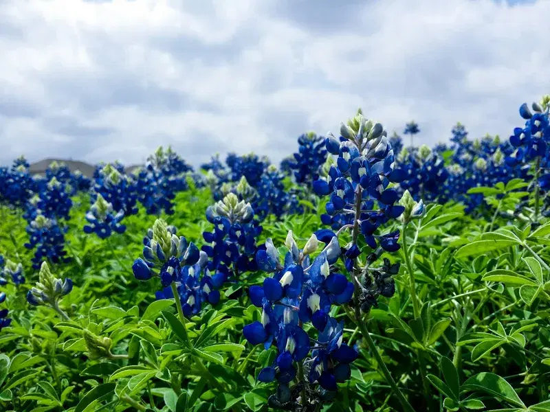 Cover Image for Creating a Vibrant Garden with Blue Lilacs