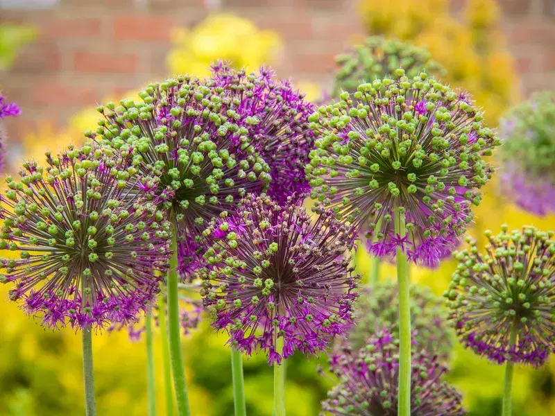 Cover Image for Creating a Vibrant Garden with Purple Alliums