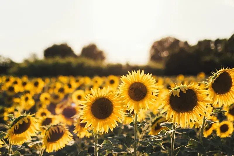 Cover Image for Creating a Vibrant Sunflower Field: Tips for Gardening Enthusiasts