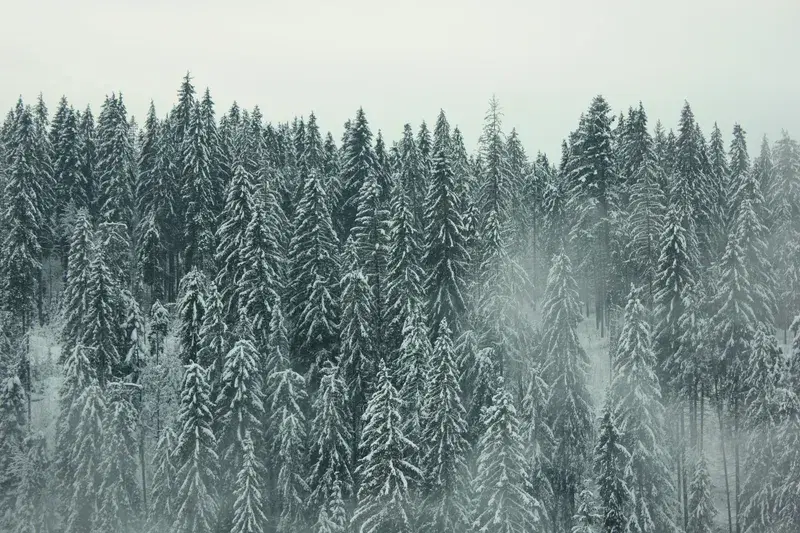 Cover Image for Creating a Winter Wonderland: Decorating with Nature's Palette