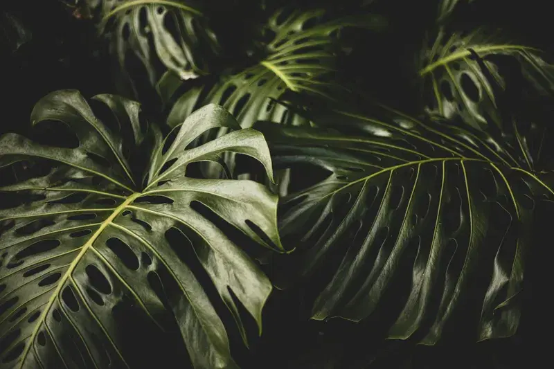 Cover Image for Creating Your Urban Jungle: Tips for Indoor Plant Care