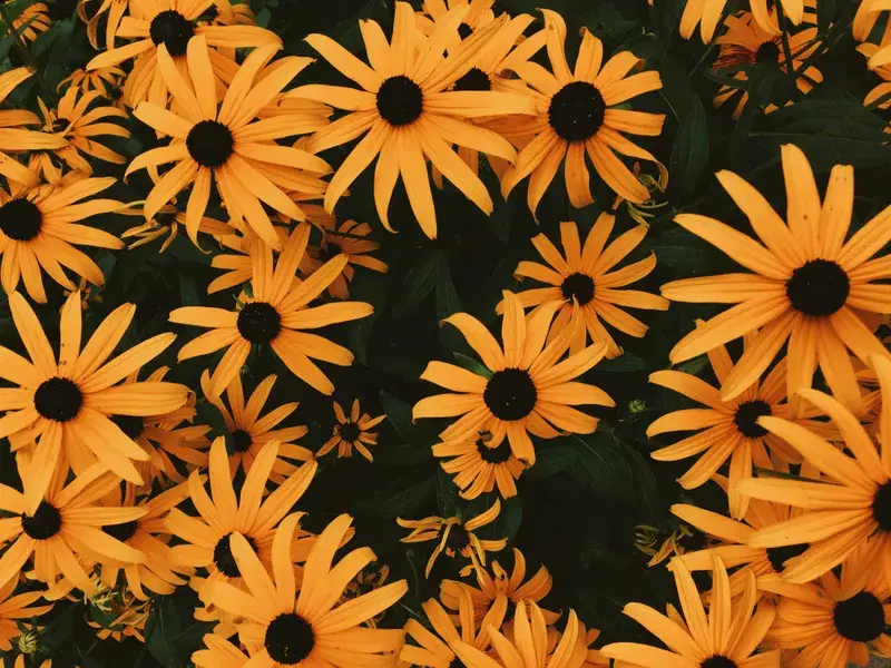 Cover Image for The Beauty of Black-eyed Susans: A Guide to Cultivating and Arranging