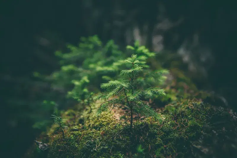 Cover Image for Cultivating Green: The Benefits of Growing Conifer Saplings