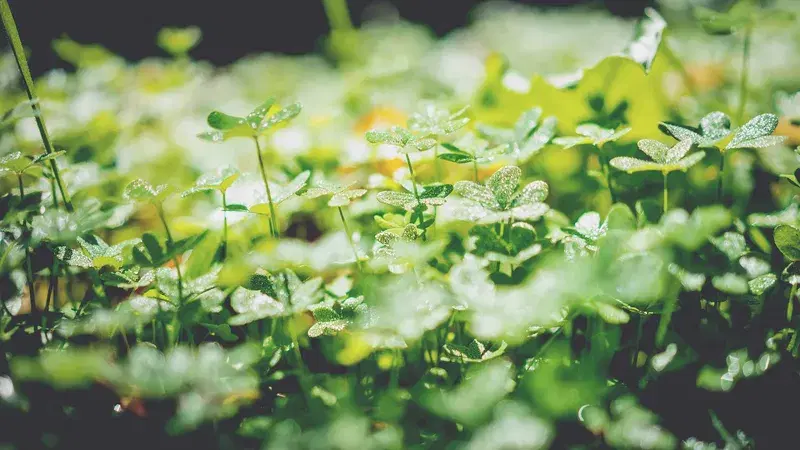 Cover Image for Creating a Dewy Morning Garden: Embracing Nature's Beauty