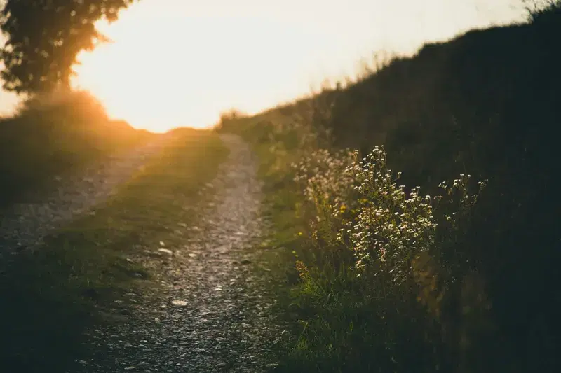 Cover Image for Discovering Beauty: White Flowers Along Your Walking Path