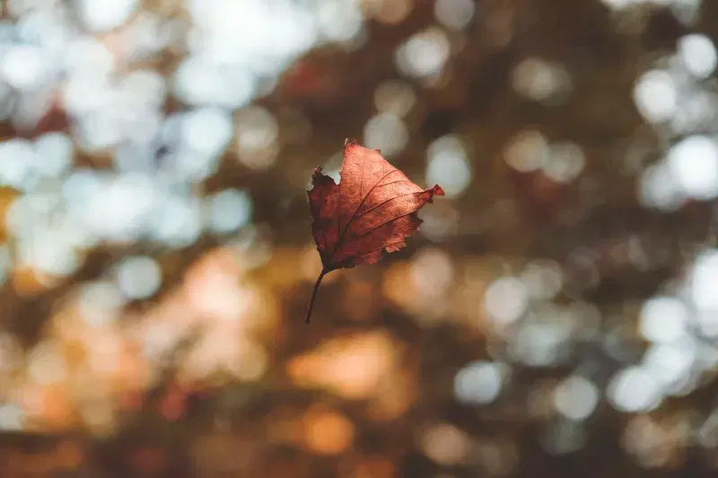 Cover Image for Incorporating Dried Leaves in Nature-Inspired Decor
