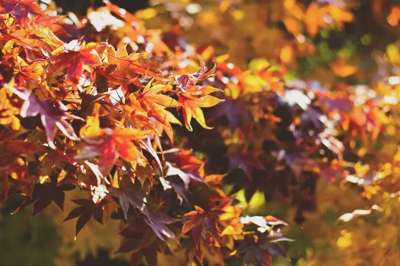 Cover Image for Embracing Autumn: The Beauty of Seasonal Flora