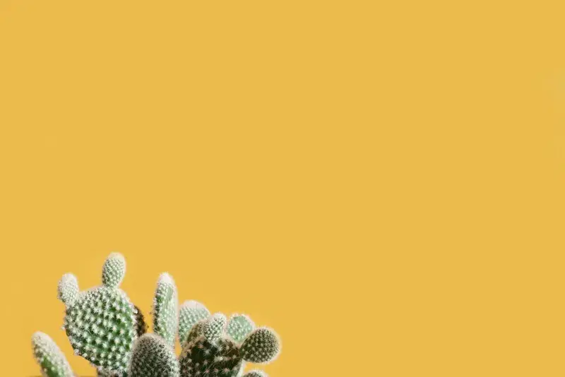 Cover Image for Embracing the Beauty of Cacti in Your Decor