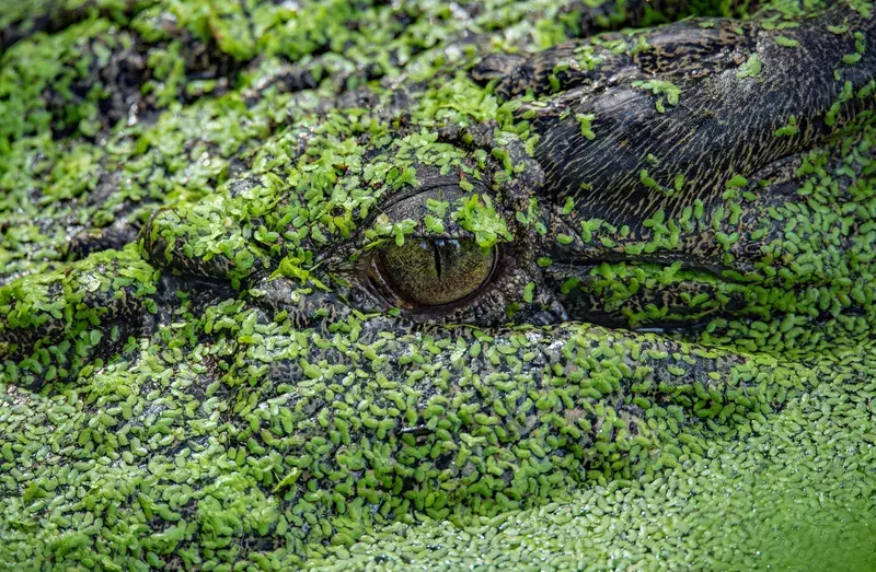 Cover Image for Embracing Greenery: The Role of Duckweed in Ponds