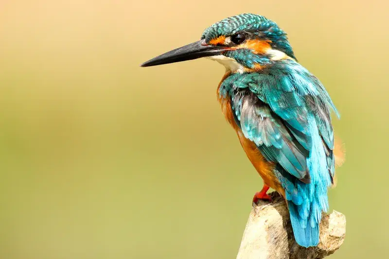 Cover Image for Embracing Nature: The Beauty of Birdwatching and Its Benefits