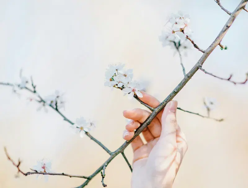 Cover Image for Embracing Nature: The Art of Flower Arrangements with Cherry Blossoms