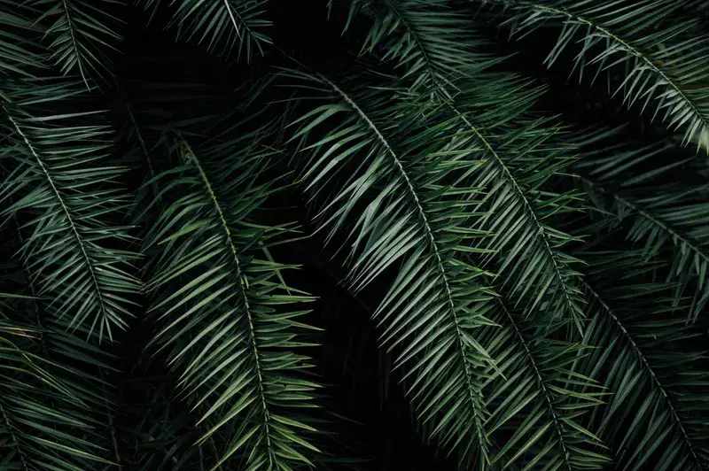Cover Image for Embracing Nature: How to Decorate Your Home with Indoor Plants