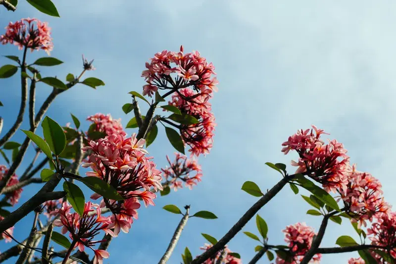 Cover Image for Embracing Nature: How to Incorporate Flowers into Your Home Decor