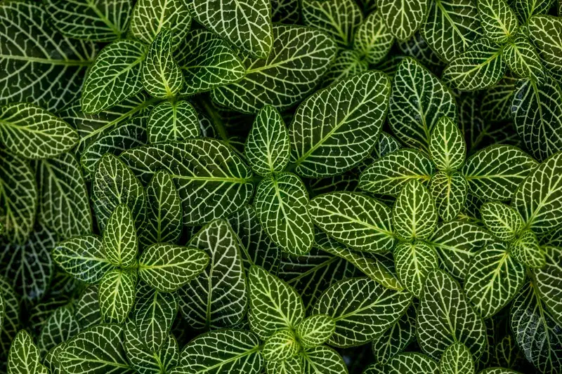 Cover Image for Embracing Nature: How Green-Leaved Plants Enhance Your Garden