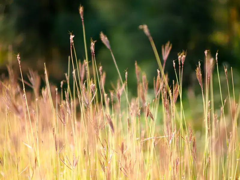 Cover Image for Embracing Nature: How to Incorporate Natural Elements in Your Home Decor