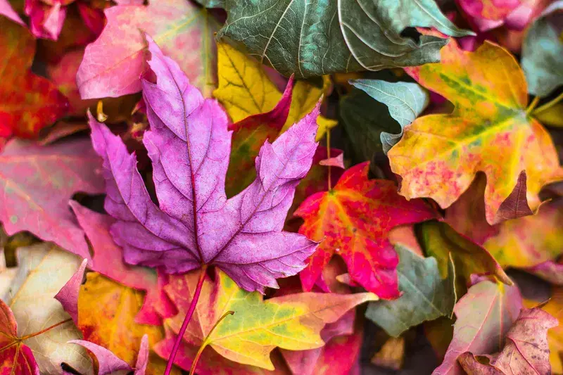 Cover Image for Embracing Nature: How to Use Leaves in Home Decor