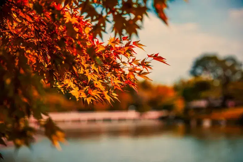 Cover Image for Embracing Nature: Incorporating Maple Leaves in Your Home Decor
