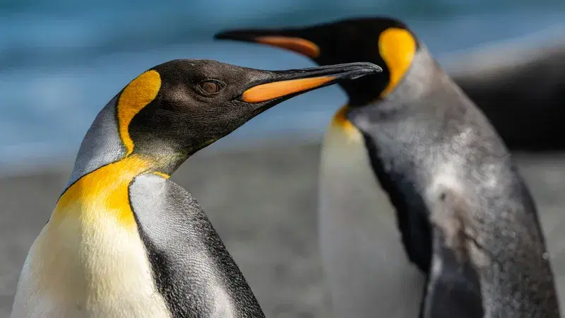 Cover Image for Embracing Nature: How to Incorporate Wildlife Photography into Your Home Decor