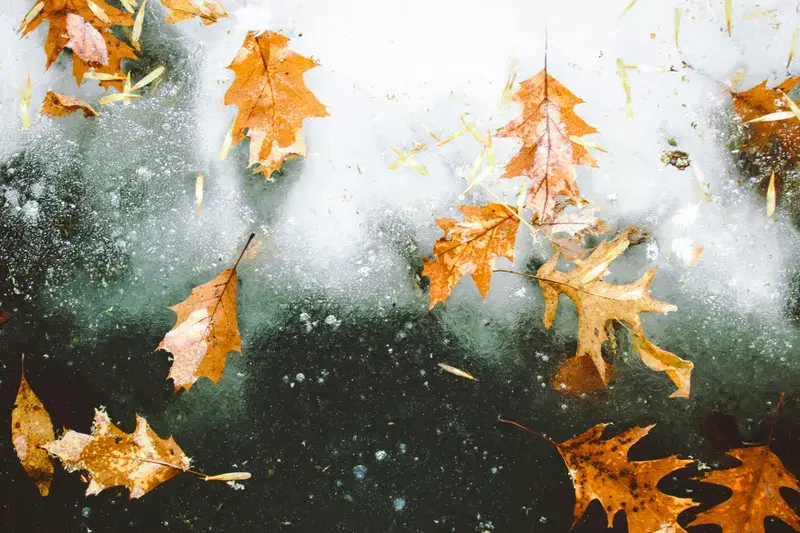 Cover Image for Embracing Nature's Art: Decor Ideas Inspired by Frozen Leaves