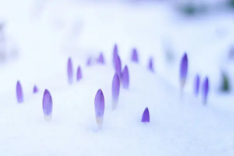 Cover Image for Embracing Spring: How to Incorporate Purple Flowers into Your Garden