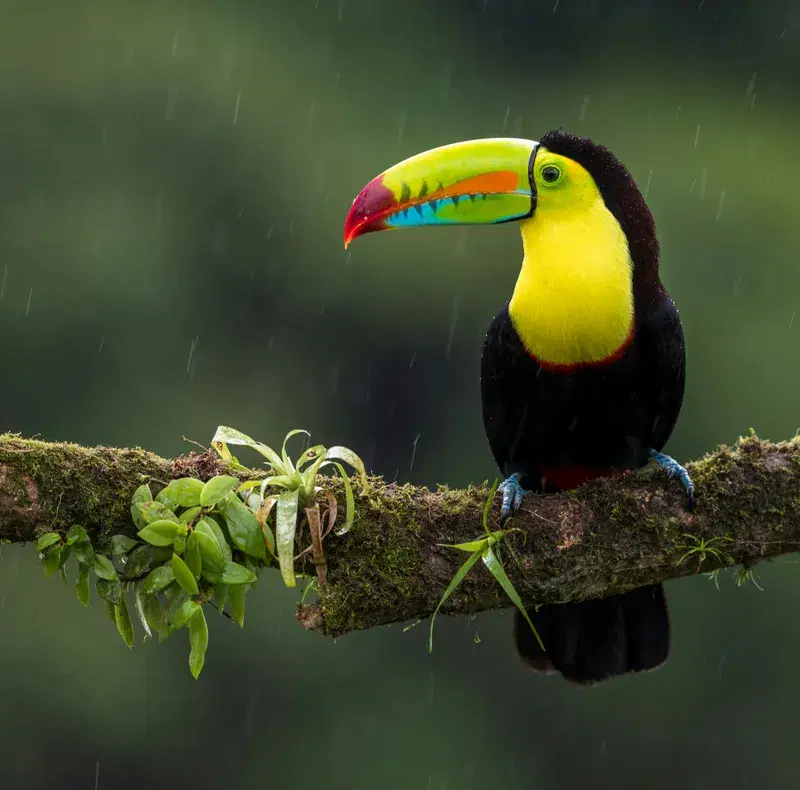 Cover Image for Exploring the Beauty of Nature: The Keel-billed Toucan