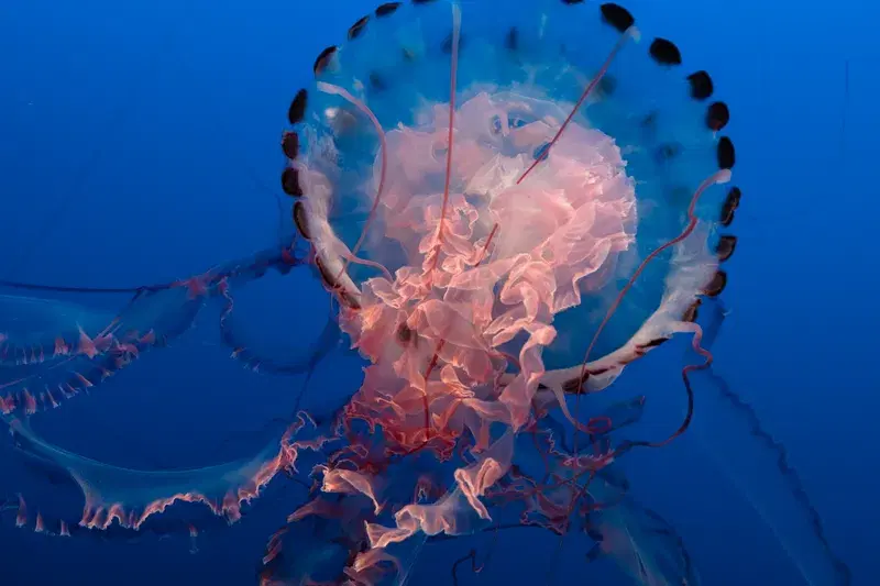 Cover Image for Exploring the Beauty of Underwater Creatures: The Jellyfish