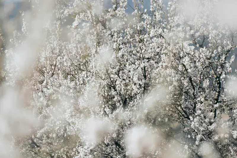 Cover Image for Exploring the Beauty of Trees in Your Garden