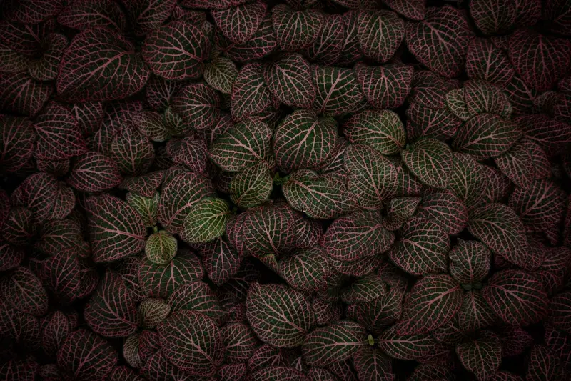 Cover Image for Exploring the Beauty of Maroon Petaled Flowers in Your Garden