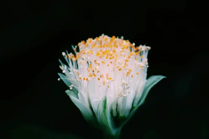 Cover Image for Exploring Nature's Palette: The Beauty of White Flowers