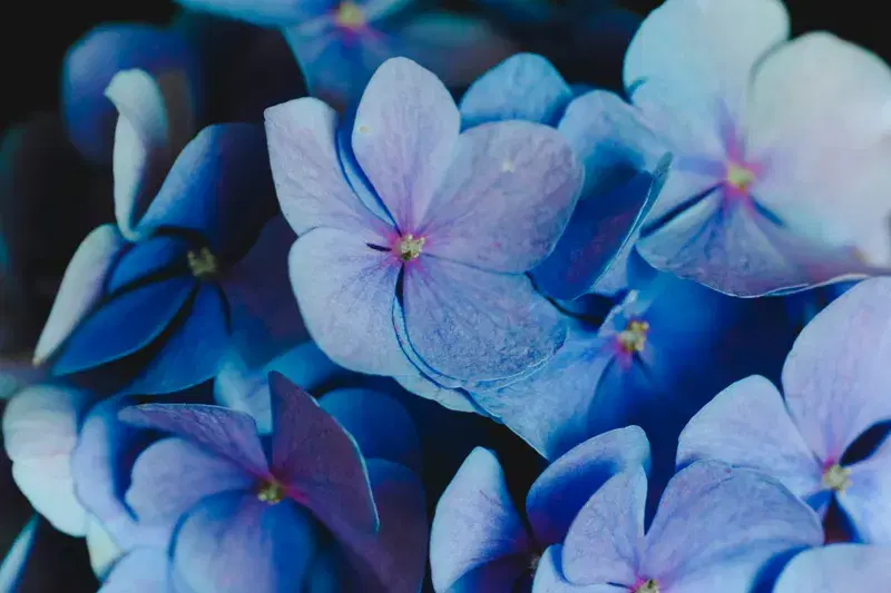 Cover Image for Exploring the Beauty of Purple-Petaled Flowers: A Guide to Anemones and More