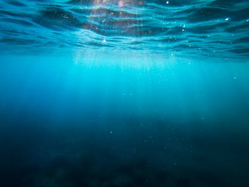 Cover Image for Exploring Underwater Flora: The Beauty of Aquatic Plants