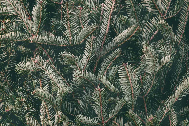 Cover Image for Creating a Festive Atmosphere with Fraser Firs