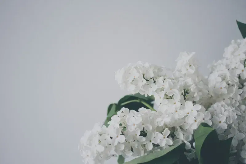 Cover Image for Creating Beautiful Flower Arrangements with White Lilacs