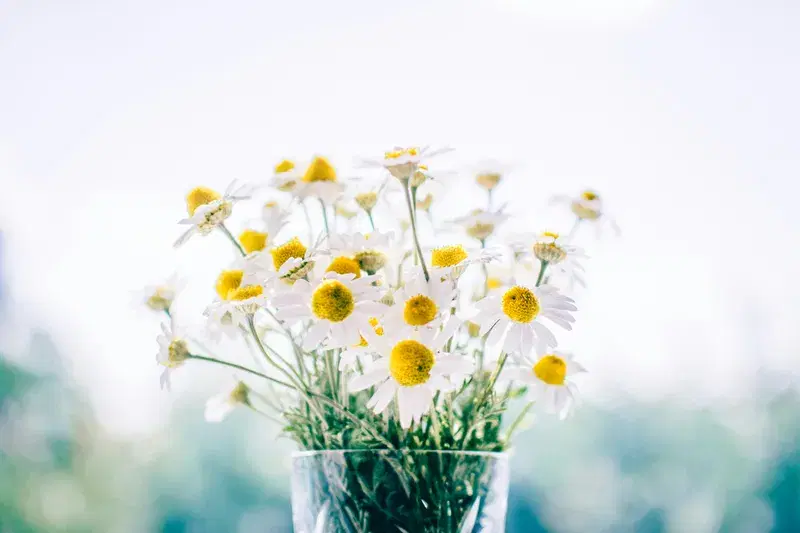 Cover Image for Creating Stunning Flower Arrangements with Daisies