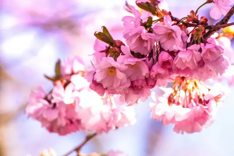 Cover Image for Incorporating Flowers into Your Home Decor