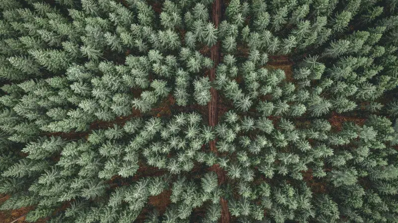 Cover Image for Bringing the Beauty of Forest Scenery into Your Home Decor