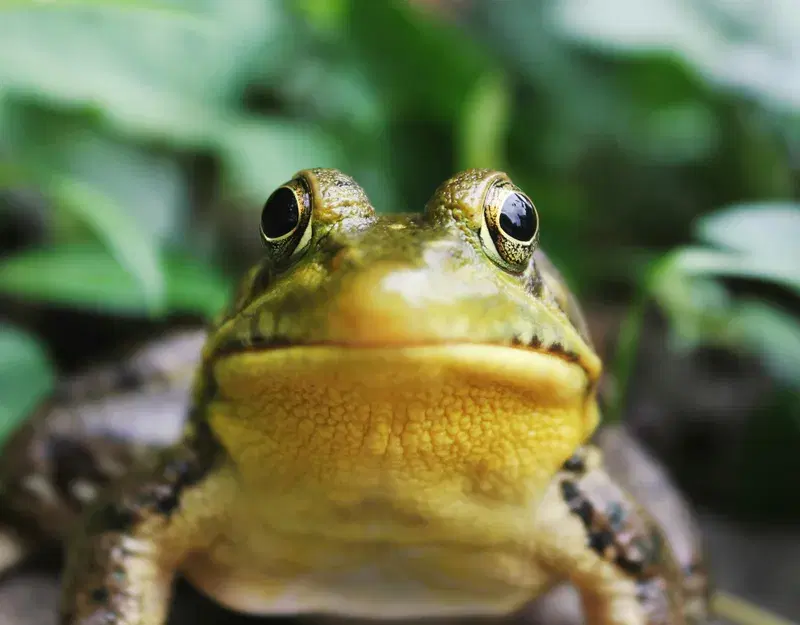 Cover Image for The Importance of Nature in Your Garden: Creating a Frog-Friendly Habitat