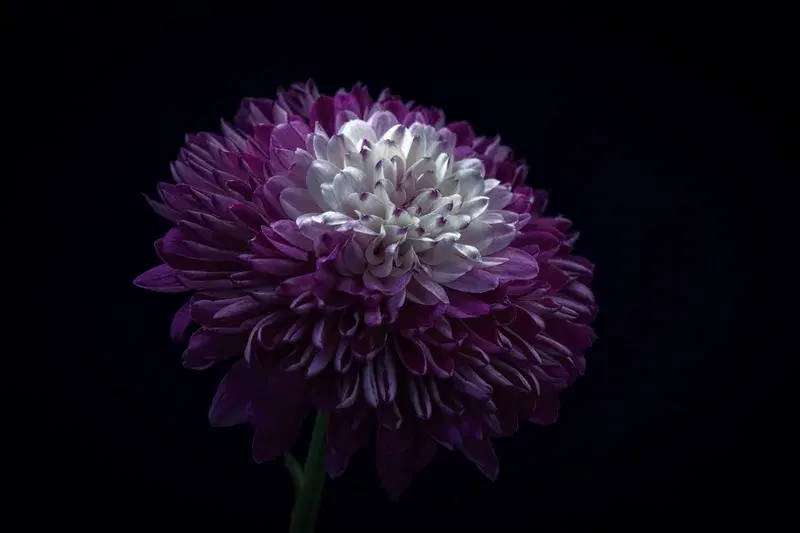 Cover Image for Creating a Garden Oasis with Purple and White Flowers