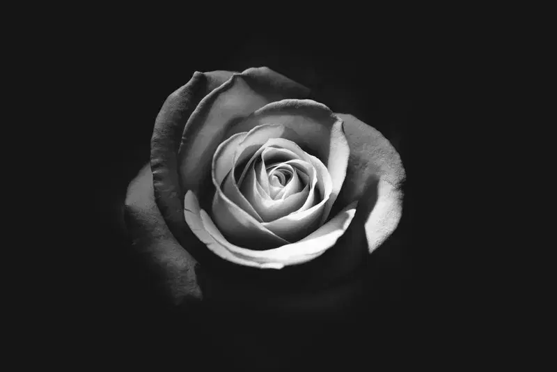 Cover Image for The Beauty of Nature: How to Use Grayscale Photography to Capture Floral Elegance