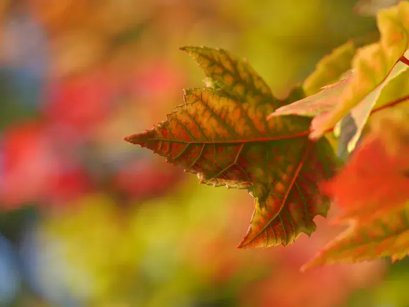 Cover Image for Incorporating Greenery into Your Home for Better Well-being