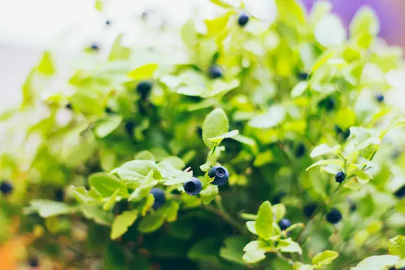 Cover Image for The Benefits of Growing Blueberries at Home