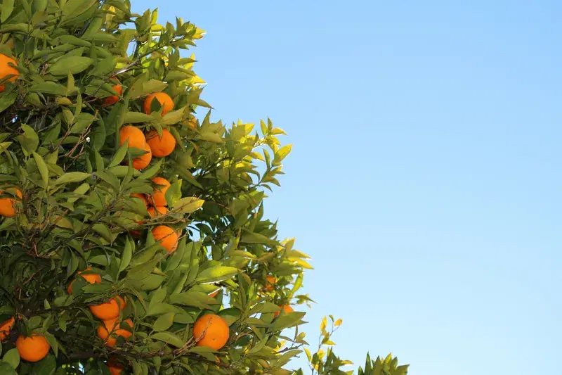 Cover Image for The Benefits of Growing Orange Fruits: A Guide to Potted Citrus Trees